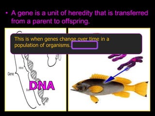 • A gene is a unit of heredity that is transferred
from a parent to offspring.
This is when genes change over time in a
population of organisms… Evolution
 
