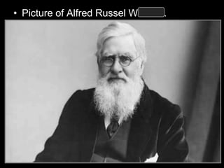 • Picture of Alfred Russel Wallace.
 