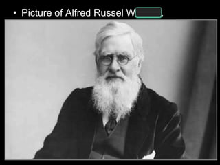 • Picture of Alfred Russel Wallace.
 