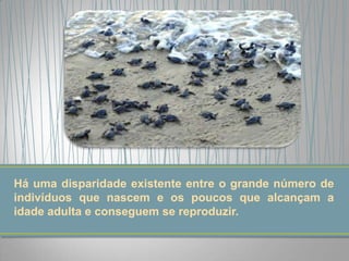 Há uma disparidade existente entre o grande número de
indivíduos que nascem e os poucos que alcançam a
idade adulta e conseguem se reproduzir.
 