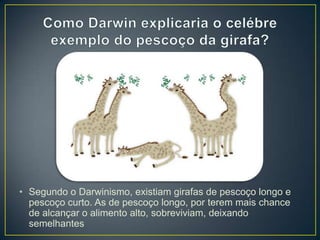 • Segundo o Darwinismo, existiam girafas de pescoço longo e
pescoço curto. As de pescoço longo, por terem mais chance
de alcançar o alimento alto, sobreviviam, deixando
semelhantes
 