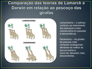 Lamarckismo – o esforço
conduziu ao crescimento
dos pescoços e esta
característica foi passada
à descendência.
Darwinismo – As girafas
de pescoço mais
comprido conseguiram
alimentar-se melhor do
que as outras e,
como tal, deixaram mais
descendentes.

 