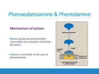 Mechanism of action:
Binds covalently (and therefore
irreversibly) to α receptor and blocks
NA action.
Action is reversible in the case of
phentolamine.
Phenoxybenzamine & Phentolamine
 