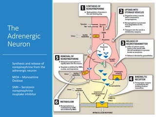 The
Adrenergic
Neuron
• Synthesis and release of
norepinephrine from the
adrenergic neuron
• MOA – Monoamine
Oxidase
• SNRI – Serotonin
norepinephrine
reuptake inhibitor
 