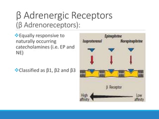 β Adrenergic Receptors
(β Adrenoreceptors):
Equally responsive to
naturally occurring
catecholamines (i.e. EP and
NE)
Classified as β1, β2 and β3
 