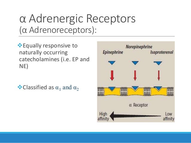 Antiadrenergic Drugs
