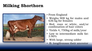Milking Shorthorn
• From England
• Weighs 908 kg for males and
636 kg for females
• Red, roan or white, and/or
combination of hair colors
• Yields 4, 750kg of milk/year
• Low to intermediate milk fat:
3.90%
• With large, strong udder
• B. longifronsas their ancestor
 