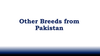 Other Breeds from
Pakistan
 