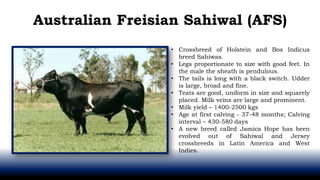 Australian Freisian Sahiwal (AFS)
• Crossbreed of Holstein and Bos Indicus
breed Sahiwas.
• Legs proportionate to size with good feet. In
the male the sheath is pendulous.
• The tails is long with a black switch. Udder
is large, broad and fine.
• Teats are good, uniform in size and squarely
placed. Milk veins are large and prominent.
• Milk yield – 1400-2500 kgs
• Age at first calving - 37-48 months; Calving
interval – 430-580 days
• A new breed called Jamica Hope has been
evolved out of Sahiwal and Jersey
crossbreeds in Latin America and West
Indies.
 