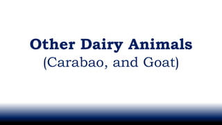 Other Dairy Animals
(Carabao, and Goat)
 