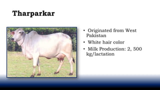 Tharparkar
• Originated from West
Pakistan
• White hair color
• Milk Production: 2, 500
kg/lactation
 