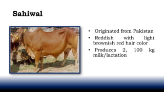 Sahiwal
• Originated from Pakistan
• Reddish with light
brownish red hair color
• Produces 2, 100 kg
milk/lactation
 