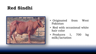 Red Sindhi
• Originated from West
Pakistan
• Red with occasional white
hair color
• Produces 1, 700 kg
milk/lactation
 
