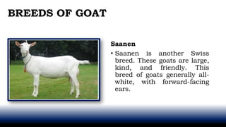BREEDS OF GOAT
Saanen
• Saanen is another Swiss
breed. These goats are large,
kind, and friendly. This
breed of goats generally all-
white, with forward-facing
ears.
 