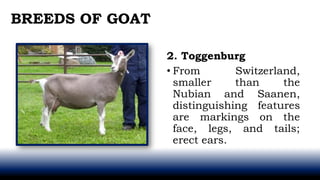 2. Toggenburg
• From Switzerland,
smaller than the
Nubian and Saanen,
distinguishing features
are markings on the
face, legs, and tails;
erect ears.
BREEDS OF GOAT
 