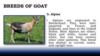 3. Alpine
• Alpines are originated in
Switzerland. They were later
imported to France and
England, and then to the United
States. Most Alpines are either,
black and white, brown and
white, but can have various
other color patterns. This breed
has dished, or curved, noses,
and upright ears.
BREEDS OF GOAT
 