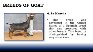 4. La Mancha
• This breed was
developed in the United
States of a Spanish breed
that was crossbred with
other breeds. This breed is
distinguished by having
very short ears.
BREEDS OF GOAT
 