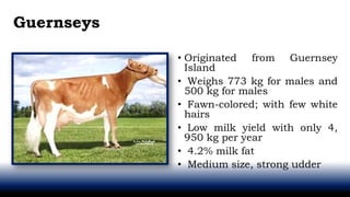 Guernseys
• Originated from Guernsey
Island
• Weighs 773 kg for males and
500 kg for males
• Fawn-colored; with few white
hairs
• Low milk yield with only 4,
950 kg per year
• 4.2% milk fat
• Medium size, strong udder
 