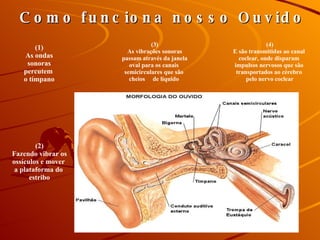 (2) Fazendo vibrar os ossículos e mover  a plataforma do  estribo Como funciona nosso Ouvido (1) As ondas sonoras percutem  o tímpano (3) As vibrações sonoras passam através da janela oval para os canais  semicirculares que são  cheios  de líquido  (4) E são transmitidas ao canal  coclear, onde disparam  impulsos nervosos que são  transportados ao cérebro  pelo nervo coclear 