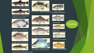 Brook Trout, Salvelinus fontinalis
Rainbow Trout, Salmo gairdneri
(=Oncorhynchus mykiss)
Largemouth Bass, Micropterus
salmoides
Bluegill, Lepomis macrochirus
Red-ear sunfish, Lepomis macrochirus
Common carp, Cyprinus carpio
Nile Tilapia, Oreochromis niloticus
Blue Tilapia, Oreochromis aurea
Black Tilapia,
Oreochromis mossambica
Hybrid Striped
Golden Shiner
Notemigonus crysoleucas
Fathead Minnow Pimephales promelas
White Sucker
Catostomus commersoni
Goldfish Carassius autatus
TILAPIA
 