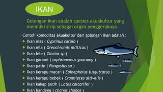 Golongan ikan adalah spesies akuakultur yang
memiliki sirip sebagai organ penggeraknya
Contoh komoditas akuakultur dari golongan ikan adalah :
 Ikan mas ( Cyprinus carpio )
 Ikan nila ( Oreochromis niliticus )
 Ikan lele ( Clarias sp )
 Ikan gurami ( osphronemus gouramy )
 Ikan patin ( Pangosius sp )
 Ikan kerapu macan ( Epinephelus fusguttatus )
 Ikan kerapu bebek ( Cromiletes altivelis )
 Ikan kakap putih ( Lates calcarifer )
 Ikan bandeng ( chanos chanos )
IKAN
 