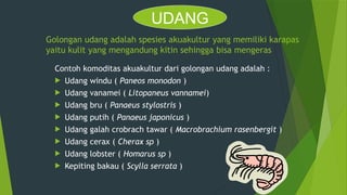 Golongan udang adalah spesies akuakultur yang memiliki karapas
yaitu kulit yang mengandung kitin sehingga bisa mengeras
Contoh komoditas akuakultur dari golongan udang adalah :
 Udang windu ( Paneos monodon )
 Udang vanamei ( Litopaneus vannamei)
 Udang bru ( Panaeus stylostris )
 Udang putih ( Panaeus japonicus )
 Udang galah crobrach tawar ( Macrobrachium rasenbergit )
 Udang cerax ( Cherax sp )
 Udang lobster ( Homarus sp )
 Kepiting bakau ( Scylla serrata )
UDANG
 