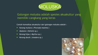 Golongan moluska adalah spesies akuakultur yang
memiliki cangkang yang keras
Contoh komoditas akuakultur dari golongan moluska adalah :
 Karang mutiara ( Pinctada maxima )
 Abalone ( Heliotis sp.)
 Kerang hijau ( Mytilus sp.)
 Kerang darah ( Anadara sp.)
MOLUSKA
 
