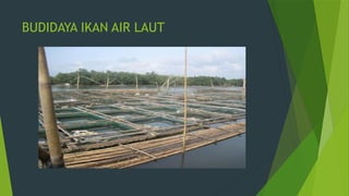 BUDIDAYA IKAN AIR LAUT
 