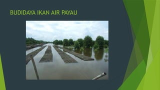 BUDIDAYA IKAN AIR PAYAU
 