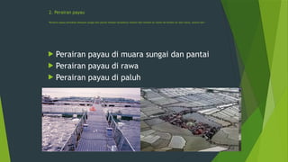 2. Perairan payau
Perairan payau berlokasi dimuara sungai dan pantai tempat terjadinya transisi dari kondisi air tawar ke kondisi air asin (laut), antara lain :
 Perairan payau di muara sungai dan pantai
 Perairan payau di rawa
 Perairan payau di paluh
 