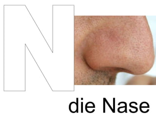 die Nase N 