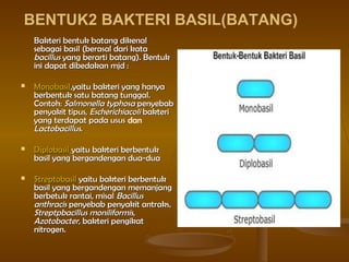 BENTUK2 BAKTERI BASIL(BATANG)
Bakteri bentuk batang dikenalBakteri bentuk batang dikenal
sebagai basil (berasal dari katasebagai basil (berasal dari kata
bacillusbacillus yang berarti batang). Bentukyang berarti batang). Bentuk
ini dapat dibedakan mjd :ini dapat dibedakan mjd :
 MonobasilMonobasil,yaitu bakteri yang hanya,yaitu bakteri yang hanya
berbentuk satu batang tunggal.berbentuk satu batang tunggal.
Contoh:Contoh: Salmonella typhosaSalmonella typhosa penyebabpenyebab
penyakit tipus,penyakit tipus, EscherichiacoliEscherichiacoli bakteribakteri
yang terdapat pada ususyang terdapat pada usus dan
LactobacillusLactobacillus..
 DiplobasilDiplobasil yaitu bakteri berbentukyaitu bakteri berbentuk
basil yang bergandengan dua-duabasil yang bergandengan dua-dua
 StreptobasilStreptobasil yaitu bakteri berbentukyaitu bakteri berbentuk
basil yang bergandengan memanjangbasil yang bergandengan memanjang
berbetuk rantai, misalberbetuk rantai, misal BacillusBacillus
anthracisanthracis penyebab penyakit antraks,penyebab penyakit antraks,
Streptpbacillus moniliformisStreptpbacillus moniliformis,,
AzotobacterAzotobacter, bakteri pengikat, bakteri pengikat
nitrogen.nitrogen.
 