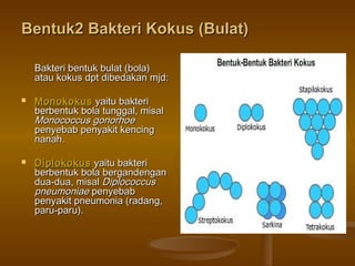 Bentuk2 Bakteri Kokus (Bulat)Bentuk2 Bakteri Kokus (Bulat)
Bakteri bentuk bulat (bola)Bakteri bentuk bulat (bola)
atau kokus dpt dibedakan mjd:atau kokus dpt dibedakan mjd:
 MonokokusMonokokus yaitu bakteriyaitu bakteri
berbentuk bola tunggal, misalberbentuk bola tunggal, misal
MonococcusMonococcus gonorhoegonorhoe
penyebab penyakit kencingpenyebab penyakit kencing
nanah.nanah.
 DiplokokusDiplokokus yaitu bakteriyaitu bakteri
berbentuk bola bergandenganberbentuk bola bergandengan
dua-dua, misaldua-dua, misal DiplococcusDiplococcus
pneumoniaepneumoniae penyebabpenyebab
penyakit pneumonia (radang,penyakit pneumonia (radang,
paru-paru).paru-paru).
 