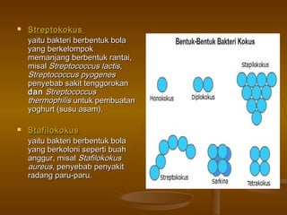  StreptokokusStreptokokus
yaitu bakteri berbentuk bolayaitu bakteri berbentuk bola
yang berkelompokyang berkelompok
memanjang berbentuk rantai,memanjang berbentuk rantai,
misalmisal Streptococcus lactisStreptococcus lactis,,
Streptococcus pyogenesStreptococcus pyogenes
penyebab sakit tenggorokanpenyebab sakit tenggorokan
dandan StreptococcusStreptococcus
thermophilisthermophilis untuk pembuatanuntuk pembuatan
yoghurt (susu asam).yoghurt (susu asam).
 StafilokokusStafilokokus
yaitu bakteri berbentuk bolayaitu bakteri berbentuk bola
yang berkoloni seperti buahyang berkoloni seperti buah
anggur, misalanggur, misal StafilokokusStafilokokus
aureusaureus, penyebab penyakit, penyebab penyakit
radang paru-paru.radang paru-paru.
 