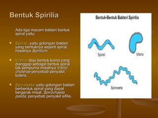 Bentuk SpiriliaBentuk Spirilia
Ada tiga macam bakteri bantukAda tiga macam bakteri bantuk
spiral yaitu:spiral yaitu:
 SpiralSpiral, yaitu golongan bakteri, yaitu golongan bakteri
yang bentuknya seperti spiral,yang bentuknya seperti spiral,
misalnyamisalnya SpirillumSpirillum..
 VibrioVibrio atau bentuk koma yangatau bentuk koma yang
dianggap sebagai bentuk spiraldianggap sebagai bentuk spiral
tak sempurna misalnyatak sempurna misalnya VibrioVibrio
choleraecholerae penyebab penyakitpenyebab penyakit
kolera.kolera.
 SpirosetaSpiroseta yaitu golongan bakteriyaitu golongan bakteri
berbentuk spiral yang dapatberbentuk spiral yang dapat
bergerak misal:bergerak misal: SpirochaetaSpirochaeta
palidapalida, penyebab penyakit sifilis., penyebab penyakit sifilis.
 