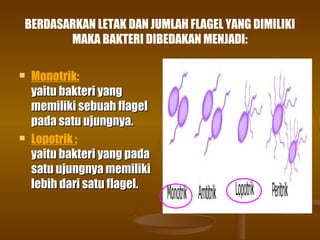 BERDASARKAN LETAK DAN JUMLAH FLAGEL YANG DIMILIKI
MAKA BAKTERI DIBEDAKAN MENJADI:
 Monotrik:
yaitu bakteri yangyaitu bakteri yang
memiliki sebuah flagelmemiliki sebuah flagel
pada satu ujungnya.pada satu ujungnya.
 Lopotrik :
yaitu bakteri yang padayaitu bakteri yang pada
satu ujungnya memilikisatu ujungnya memiliki
lebih dari satu flagel.lebih dari satu flagel.
 
