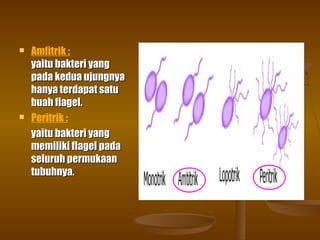  Amfitrik :
yaitu bakteri yangyaitu bakteri yang
pada kedua ujungnyapada kedua ujungnya
hanya terdapat satuhanya terdapat satu
buah flagel.buah flagel.
 Peritrik :
yaitu bakteri yangyaitu bakteri yang
memiliki flagel padamemiliki flagel pada
seluruh permukaanseluruh permukaan
tubuhnya.tubuhnya.
 