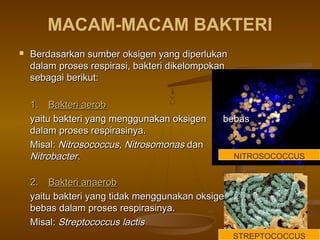 MACAM-MACAM BAKTERI
 Berdasarkan sumber oksigen yang diperlukanBerdasarkan sumber oksigen yang diperlukan
dalam proses respirasi, bakteri dikelompokandalam proses respirasi, bakteri dikelompokan
sebagai berikut:sebagai berikut:
1.1. Bakteri aerobBakteri aerob
yaitu bakteri yang menggunakan oksigenyaitu bakteri yang menggunakan oksigen bebasbebas
dalam proses respirasinya.dalam proses respirasinya.
Misal:Misal: NitrosococcusNitrosococcus,, NitrosomonasNitrosomonas dandan
NitrobacterNitrobacter..
2.2. Bakteri anaerobBakteri anaerob
yaitu bakteri yang tidak menggunakan oksigenyaitu bakteri yang tidak menggunakan oksigen
bebas dalam proses respirasinya.bebas dalam proses respirasinya.
Misal:Misal: StreptococcusStreptococcus lactislactis
STREPTOCOCCUS
NITROSOCOCCUS
 