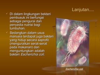 Lanjutan....
 Di dalam lingkungan bekteriDi dalam lingkungan bekteri
pembusuk ini berfungsipembusuk ini berfungsi
sebagai pengurai dansebagai pengurai dan
penyedia nutrisi bagipenyedia nutrisi bagi
tumbuhan.tumbuhan.
 Sedangkan dalam ususSedangkan dalam usus
manusia terdapat juga bakterimanusia terdapat juga bakteri
yang hidup secara saprofityang hidup secara saprofit
(menguraikan serat-serat(menguraikan serat-serat
pada makanan) danpada makanan) dan
menguntungkan adalahmenguntungkan adalah
bakteribakteri EscherichiaEscherichia colicoli..
Escherichia coli
 