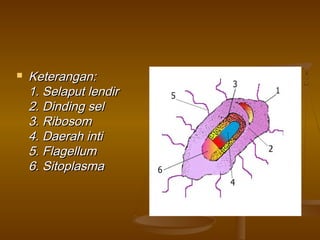  Keterangan:Keterangan:
1. Selaput lendir1. Selaput lendir
2. Dinding sel2. Dinding sel
3. Ribosom3. Ribosom
4. Daerah inti4. Daerah inti
5. Flagellum5. Flagellum
6. Sitoplasma6. Sitoplasma
 