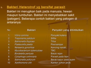 b. Bakteri Heterotrof yg bersifat parasit
Bakteri ini merugikan baik pada manusia, hewan
maupun tumbuhan. Bakteri ini menyebabkan sakit
(patogen). Beberapa contoh bakteri yang patogen di
antaranya:
No.No. BakteriBakteri Penyakit yang ditimbulkanPenyakit yang ditimbulkan
1.1.
2.2.
3.3.
4.4.
5.5.
6.6.
7.7.
8.8.
9.9.
1010
Vibrio commaVibrio comma
Treponema palidumTreponema palidum
Salmonella thyposaSalmonella thyposa
Pasteurella pestisPasteurella pestis
Neisseria gonorhoeNeisseria gonorhoe
Mycobacterium tuberculoseMycobacterium tuberculose
Bordetella pertusisBordetella pertusis
Cytophoga colimnarisCytophoga colimnaris
Salmonella pollurumSalmonella pollurum
Xanthomono citriXanthomono citri
Penyakit koleraPenyakit kolera
SifilisSifilis
TifusTifus
Pes/samparPes/sampar
Kencing nanahKencing nanah
TBCTBC
Batuk rejanBatuk rejan
Parasit pada ikanParasit pada ikan
Berak kapur pada ayamBerak kapur pada ayam
Kanker pohon jerukKanker pohon jeruk
 