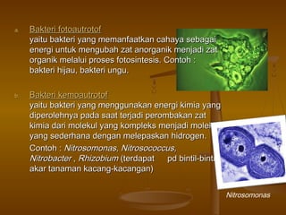 a.a. Bakteri fotoautrotofBakteri fotoautrotof
yaitu bakteri yang memanfaatkan cahaya sebagaiyaitu bakteri yang memanfaatkan cahaya sebagai
energi untuk mengubah zat anorganik menjadi zatenergi untuk mengubah zat anorganik menjadi zat
organik melalui proses fotosintesis. Contoh :organik melalui proses fotosintesis. Contoh :
bakteri hijau, bakteri ungu.bakteri hijau, bakteri ungu.
b.b. Bakteri kemoautrotofBakteri kemoautrotof
yaitu bakteri yang menggunakan energi kimia yangyaitu bakteri yang menggunakan energi kimia yang
diperolehnya pada saat terjadi perombakan zatdiperolehnya pada saat terjadi perombakan zat
kimia dari molekul yang kompleks menjadi molekulkimia dari molekul yang kompleks menjadi molekul
yang sederhana dengan melepaskan hidrogen.yang sederhana dengan melepaskan hidrogen.
Contoh :Contoh : Nitrosomonas, Nitrosococcus,Nitrosomonas, Nitrosococcus,
NitrobacterNitrobacter ,, RhizobiumRhizobium (terdapat(terdapat pd bintil-bintilpd bintil-bintil
akar tanaman kacang-kacangan)akar tanaman kacang-kacangan)
Nitrosomonas
 