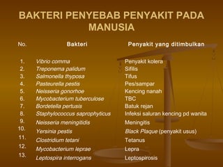 BAKTERI PENYEBAB PENYAKIT PADA
MANUSIA
No. Bakteri Penyakit yang ditimbulkan
1.
2.
3.
4.
5.
6.
7.
8.
9.
10.
11.
12.
13.
Vibrio comma
Treponema palidum
Salmonella thyposa
Pasteurella pestis
Neisseria gonorhoe
Mycobacterium tuberculose
Bordetella pertusis
Staphylococcus saprophyticus
Neisseria meningitidis
Yersinia pestis
Clostridium tetani
Mycobacterium leprae
Leptospira interrogans
Penyakit kolera
Sifilis
Tifus
Pes/sampar
Kencing nanah
TBC
Batuk rejan
Infeksi saluran kencing pd wanita
Meningitis
Black Plaque (penyakit usus)
Tetanus
Lepra
Leptospirosis
 