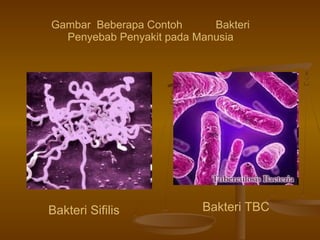 Bakteri Sifilis Bakteri TBC
Gambar Beberapa Contoh Bakteri
Penyebab Penyakit pada Manusia
 