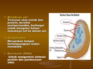  Membran selMembran sel
Tersusun atas lemak danTersusun atas lemak dan
protein, bersifatprotein, bersifat
semipermeable, berfungsisemipermeable, berfungsi
untuk mengatur keluaruntuk mengatur keluar
masuknya zat ke dalam sel.masuknya zat ke dalam sel.
 SitoplasmaSitoplasma
Merupakan tempatMerupakan tempat
berlangsungnya reaksiberlangsungnya reaksi
metabolik.metabolik.
 Nucleoid (DNA)Nucleoid (DNA)
Untuk mengontrol sintesis
protein dan pembawaan
sifat.
 