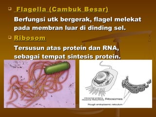  Flagella (Cambuk Besar)Flagella (Cambuk Besar)
Berfungsi utk bergerak, flagel melekatBerfungsi utk bergerak, flagel melekat
pada membran luar di dinding sel.pada membran luar di dinding sel.
 RibosomRibosom
Tersusun atas protein dan RNA,Tersusun atas protein dan RNA,
sebagai tempat sintesis protein.sebagai tempat sintesis protein.
 