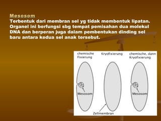 MesosomMesosom
Terbentuk dari membran sel yg tidak membentuk lipatan.
Organel ini berfungsi sbg tempat pemisahan dua molekul
DNA dan berperan juga dalam pembentukan dinding sel
baru antara kedua sel anak tersebut.
 