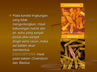  Pada kondisi lingkunganPada kondisi lingkungan
yang tidakyang tidak
menguntungkan, misalmenguntungkan, misal
kekurangan nutrisi dankekurangan nutrisi dan
air, suhu yang sangatair, suhu yang sangat
panas atau sangatpanas atau sangat
dingin serta racun, makadingin serta racun, maka
sel bakteri akansel bakteri akan
membentukmembentuk
ENDOSPORAENDOSPORA misalmisal
pada bakteripada bakteri ClostridiumClostridium
dandan BasilusBasilus..
CLOSTRIDIUM
BACILLUS
 