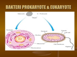 BAKTERI PROKARYOTE & EUKARYOTEBAKTERI PROKARYOTE & EUKARYOTE
 