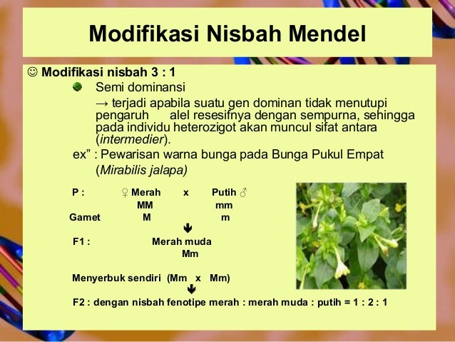 Dasar dasar-pewarisan-mendel